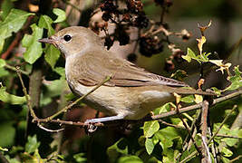 Garden Warbler