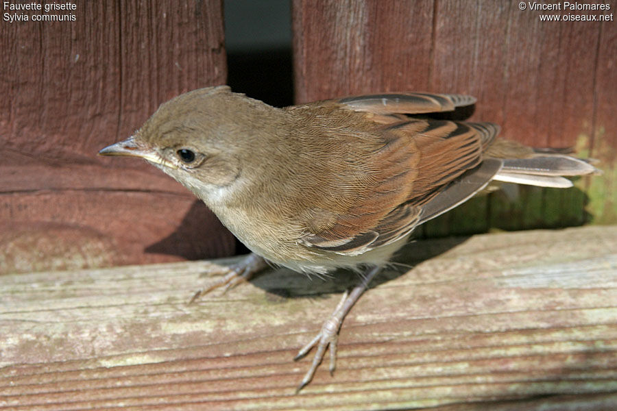 Common Whitethroatjuvenile