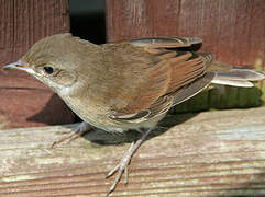 Common Whitethroat