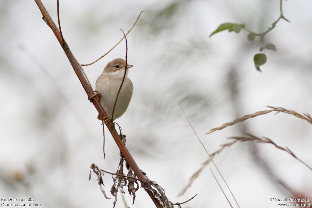 Common WhitethroatFirst year