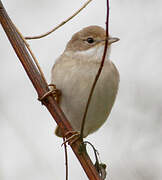 Common Whitethroat