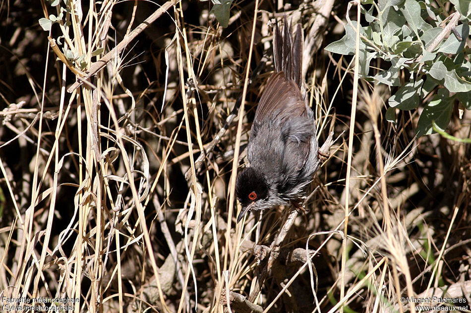 Sardinian Warbler male