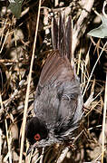 Sardinian Warbler