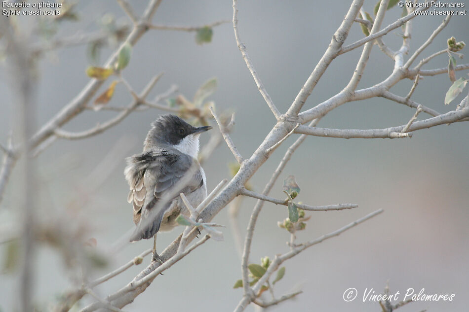 Eastern Orphean Warbler female Second year