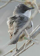 Eastern Orphean Warbler