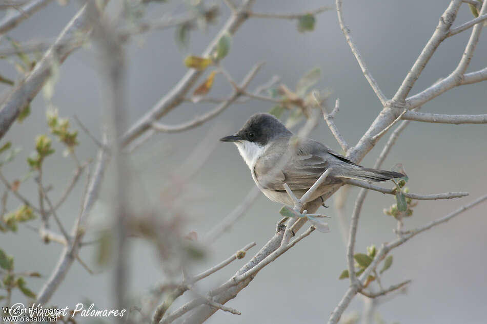 Eastern Orphean Warbler female adult breeding, identification