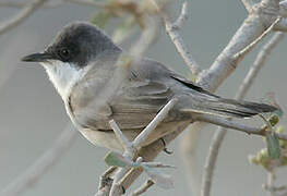 Eastern Orphean Warbler