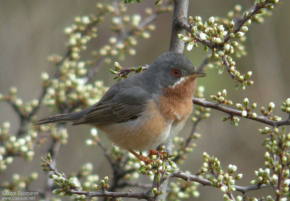 Fauvette passerinette mâle adulte nuptial, identification