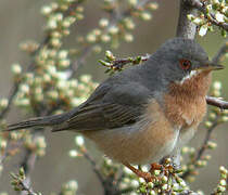 Western Subalpine Warbler