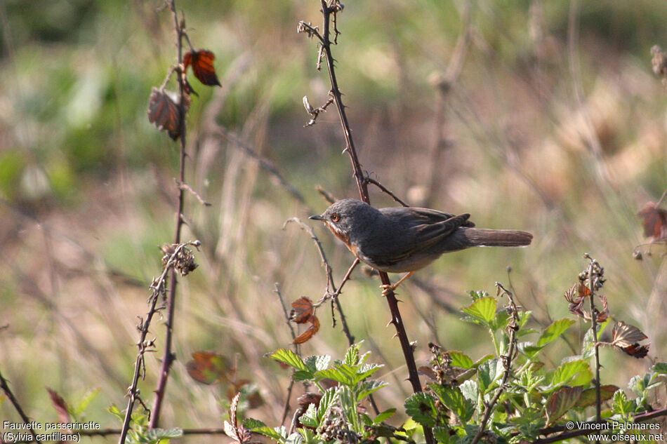 Western Subalpine Warbler male