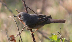 Subalpine Warbler