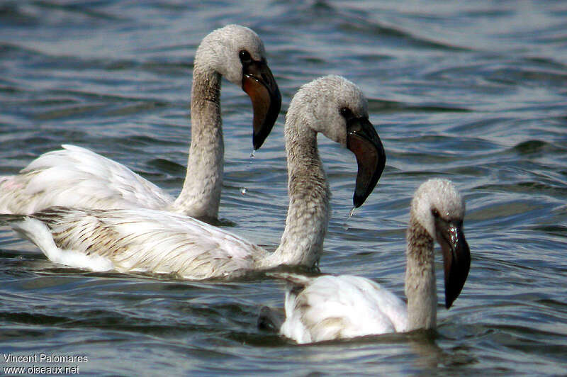 Lesser Flamingojuvenile, swimming