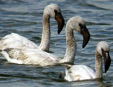 Lesser Flamingo