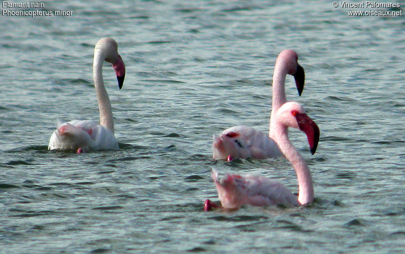 Lesser Flamingo