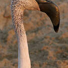 Flamant nain