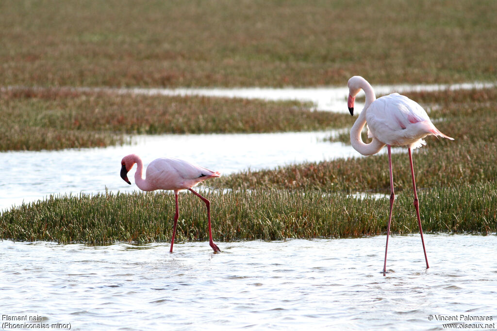 Lesser Flamingoadult, identification