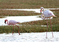 Lesser Flamingo