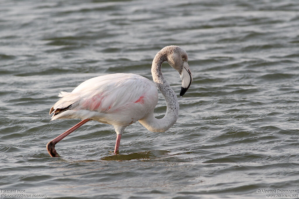 Flamant rose