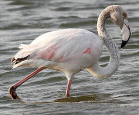 Flamant rose