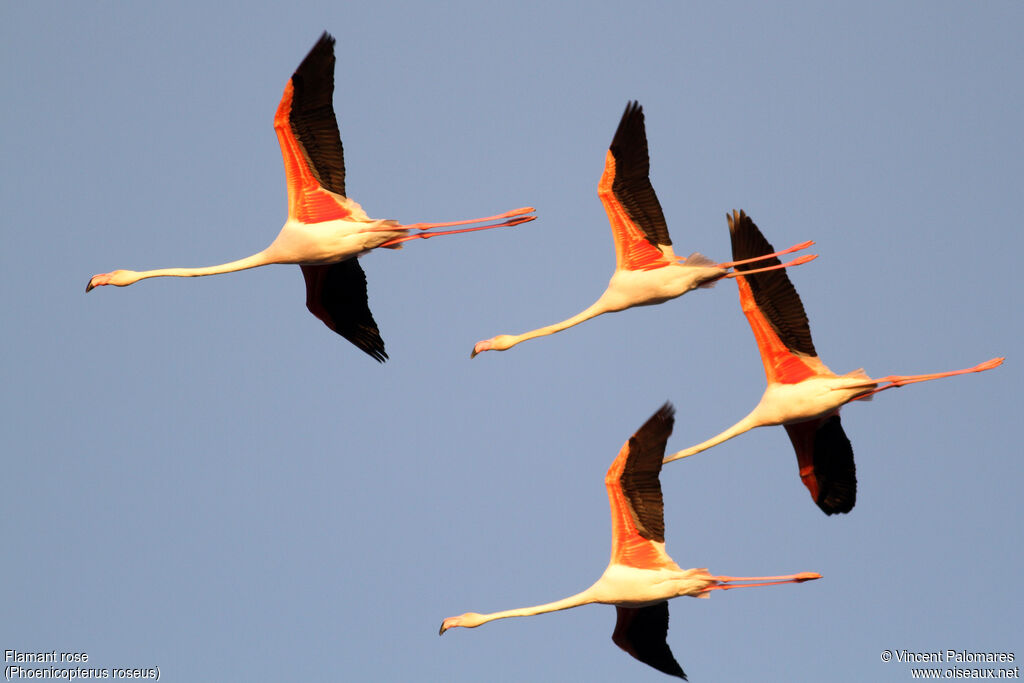 Greater Flamingoadult, Flight