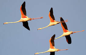 Greater Flamingo