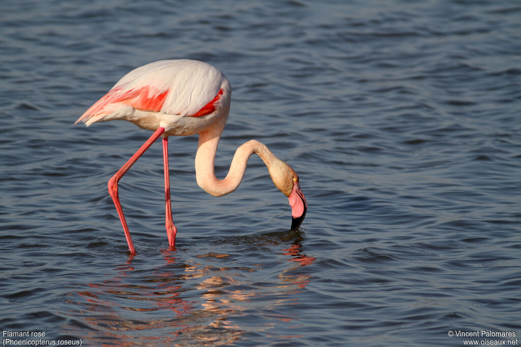 Flamant roseadulte