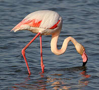 Flamant rose