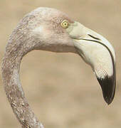 Flamant rose