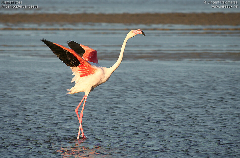 Flamant roseadulte