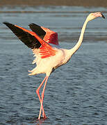 Flamant rose