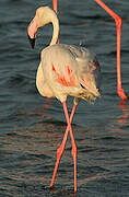 Flamant rose