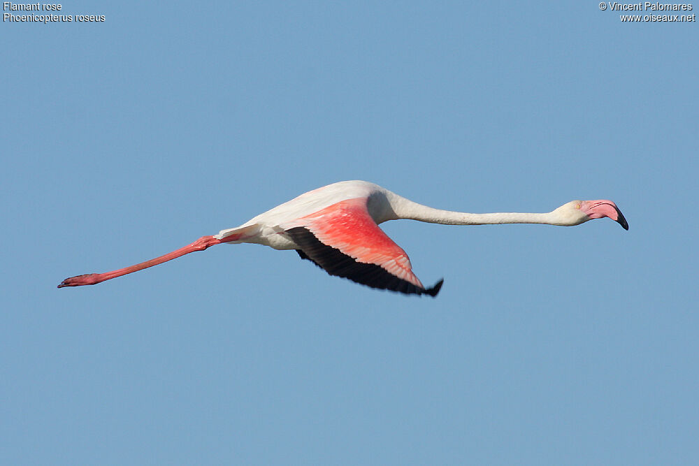 Flamant rose