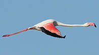 Flamant rose