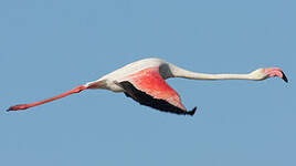 Flamant rose