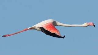 Greater Flamingo