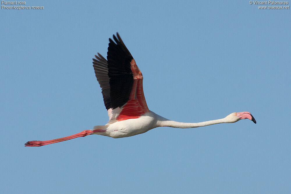 Greater Flamingo