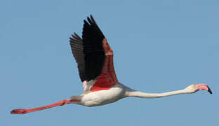 Greater Flamingo