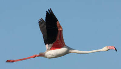 Flamant rose