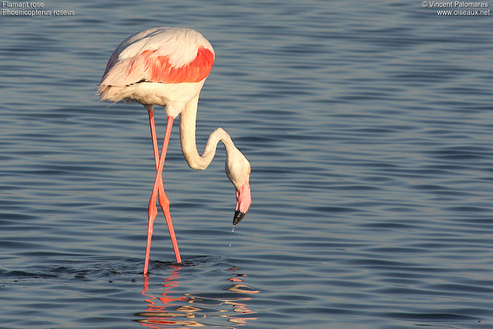 Greater Flamingo