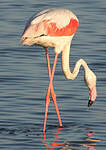 Flamant rose