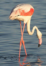 Flamant rose