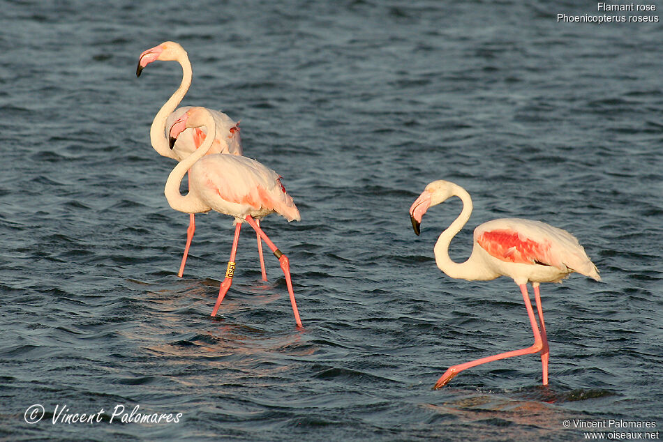 Greater Flamingo