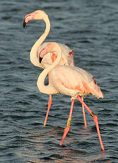 Flamant rose