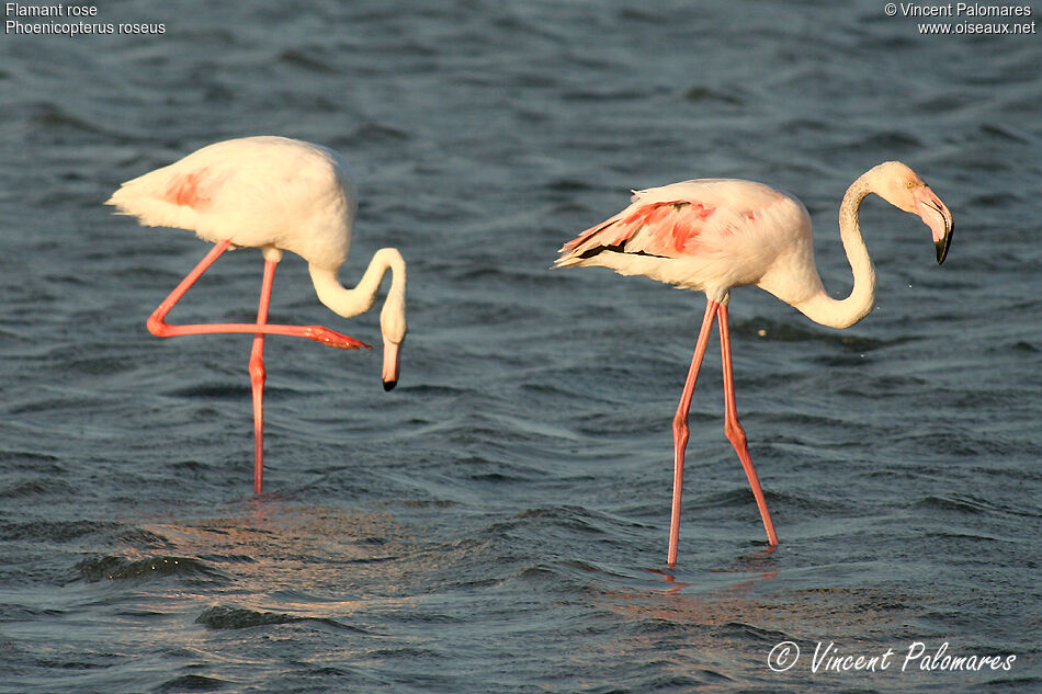 Flamant rose