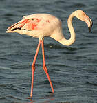 Flamant rose