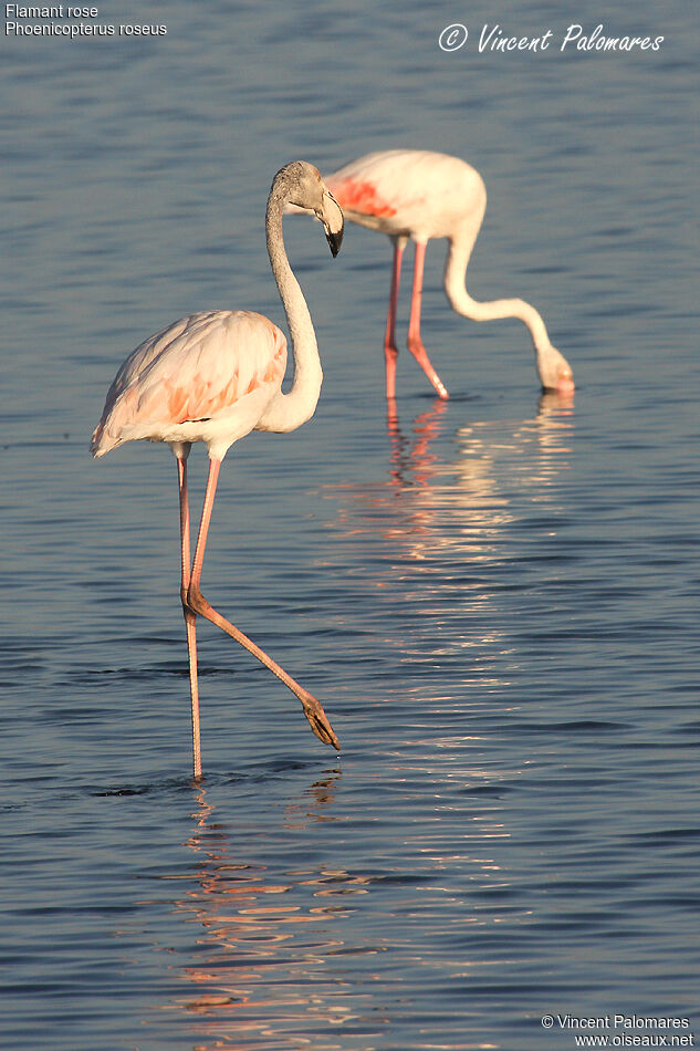 Flamant rose