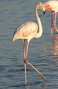 Flamant rose