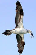 Northern Gannet