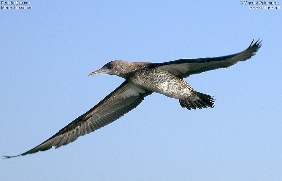 Northern Gannet