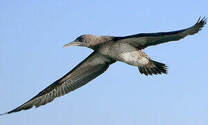 Northern Gannet